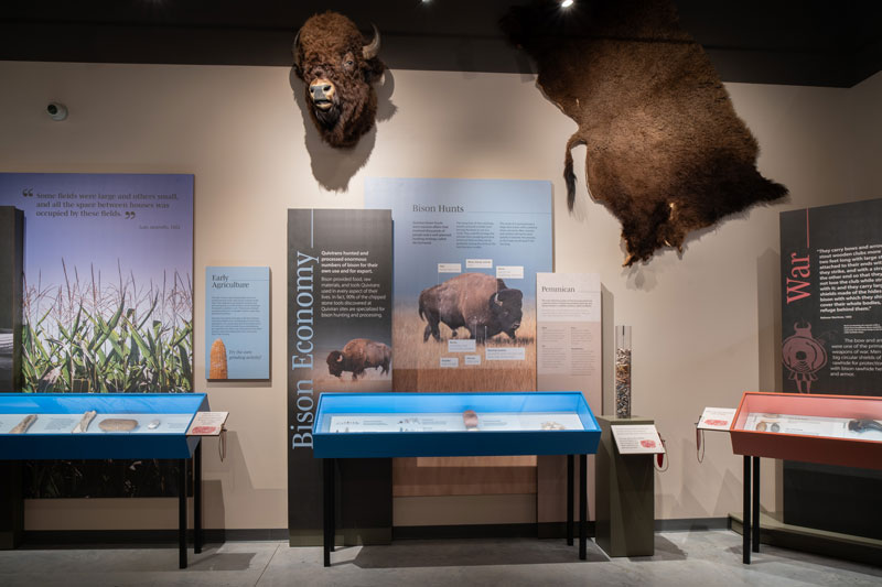 Bison were a large part of life in Quivira. The exhibit features a bison head and hide mounted to the wall.